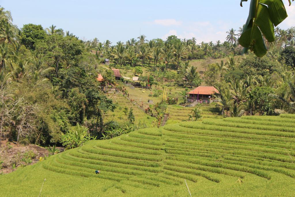 Bali Lush Bed and Breakfast Selemadeg  Exterior foto