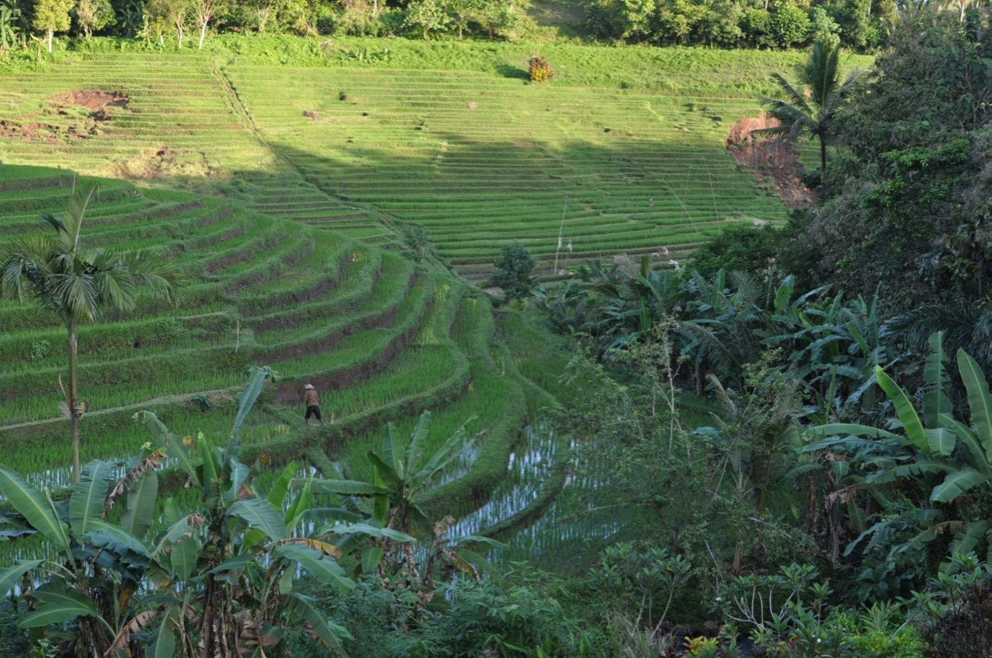 Bali Lush Bed and Breakfast Selemadeg  Exterior foto